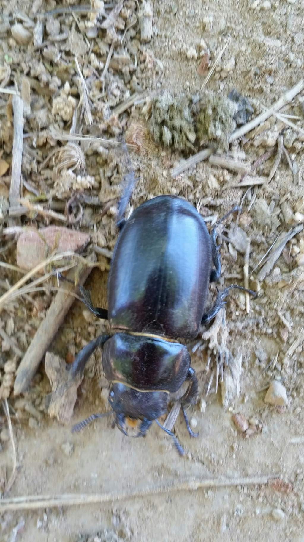 Lucanus tetraodon, femmina (Lucanidae)